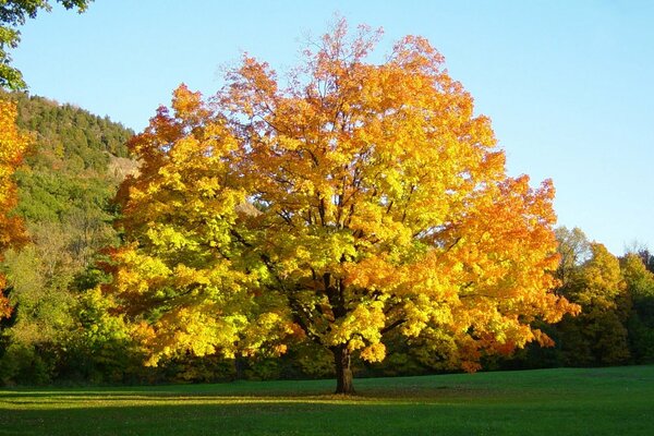 Herbst Wallpaper, Bäume und Blätter
