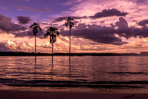 Palmeras en el fondo de la puesta de sol