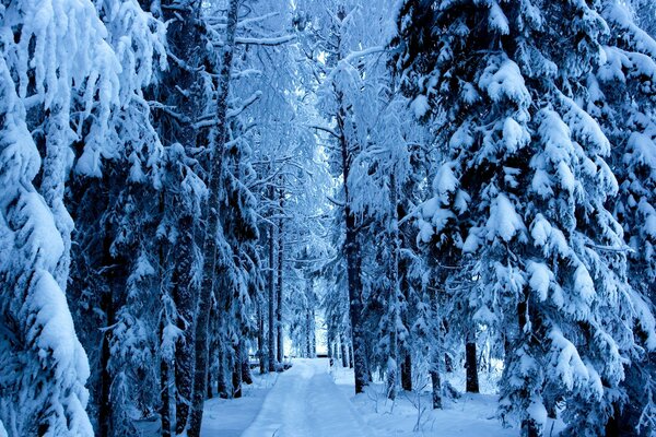 Chapeaux de neige sur les sapins dans la forêt d hiver