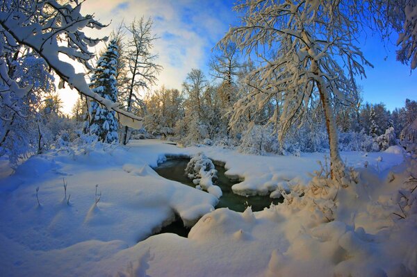 A river in the middle of a winter forest