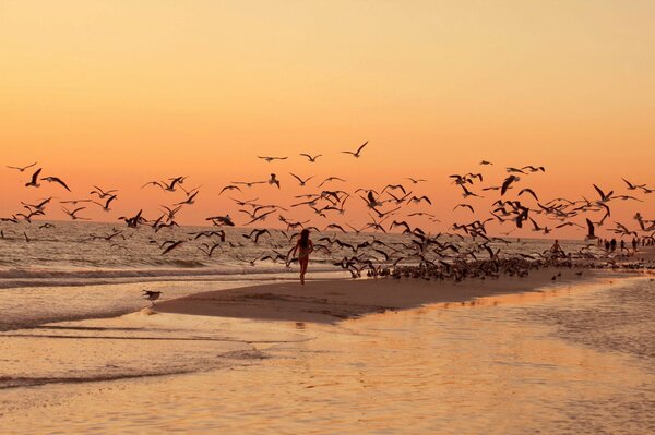 A girl walking on a sunset beach with seagulls