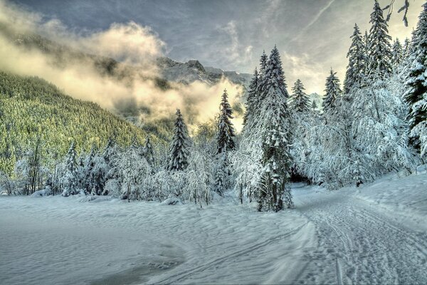 Snow-covered fir trees and mountains in the fog