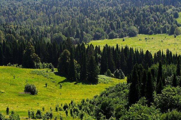 Vegetación, bosque, árboles en Dalí en los Urales
