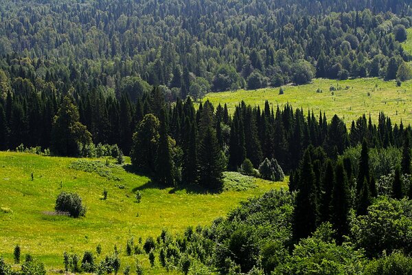 Zieleń, las, drzewa w dali na Uralu