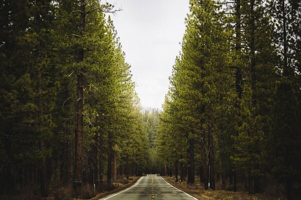 Sommerlandschaft der Straße im Wald