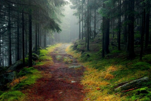 Mit Moos bedeckte Steine in einem nebligen Wald