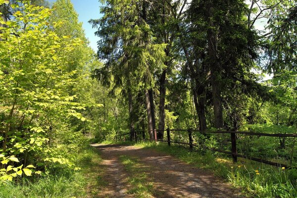 Ein Waldweg, der ins Dickicht führt