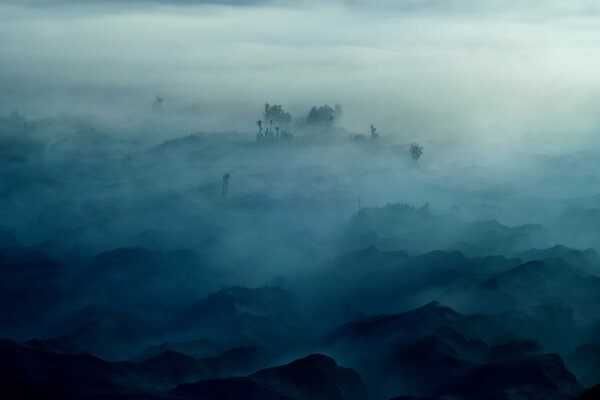 Árboles en las montañas envueltos por la niebla