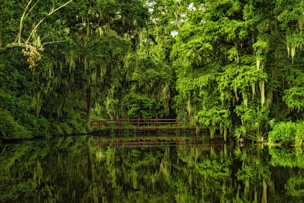 A bridge over the water among magnolias