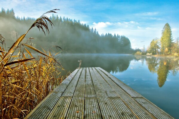 Mañana brumosa en el lago del bosque