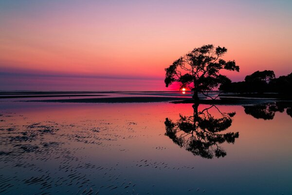 A bright sunset. Lonely Tree