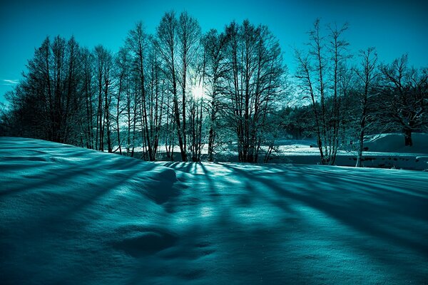 Winter nature and trees through which the sun s rays break through