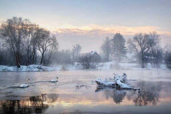 Swans swim in the lake in winter