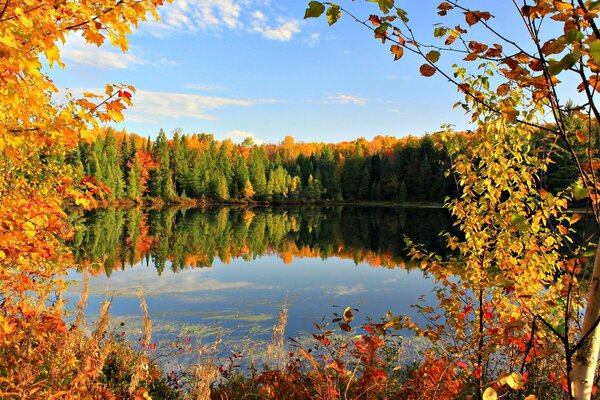Осенний лес у озера на фоне голубого неба