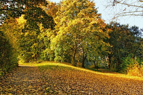 Jesienny park jest usiany opadłymi liśćmi