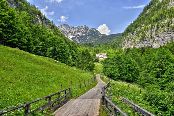 Bellezza alpina con burroni e pendii. Ponte di legno