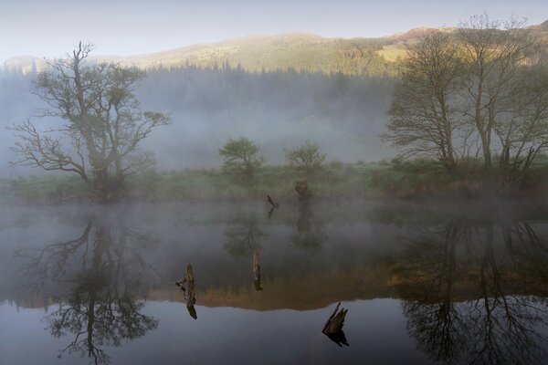 Fog over a forest lake, reflection of trees in the water