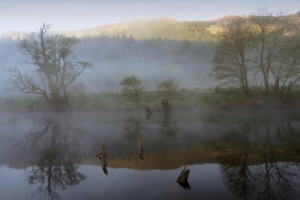 Nebbia sul lago della foresta, riflesso degli alberi nell acqua