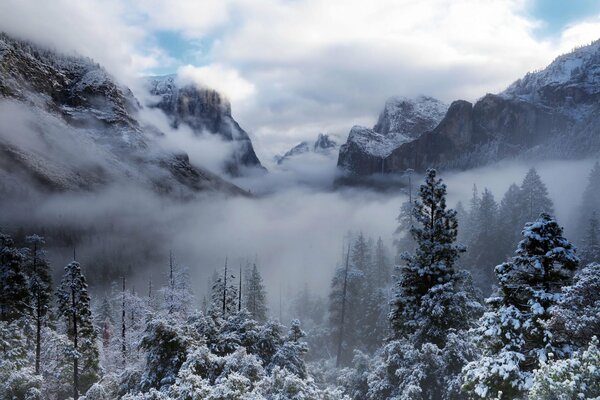 De las cimas de las montañas desciende la niebla sobre los abetos cubiertos de nieve