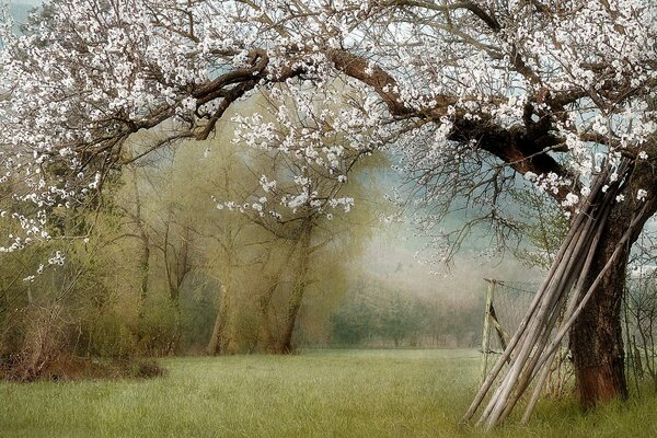 Paesaggio primaverile. Albero in fiore in giardino