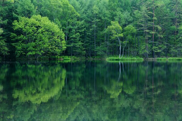 Reflet de la forêt, des arbres dans le lac