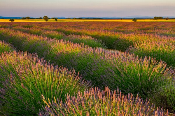 Campos de lavanda y flores púrpuras