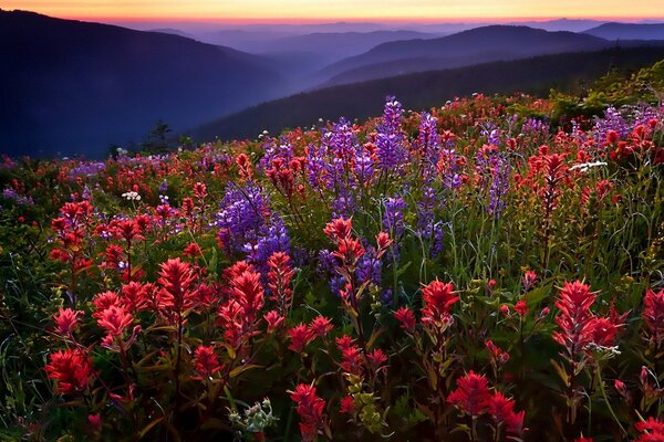 Red flowers on the field