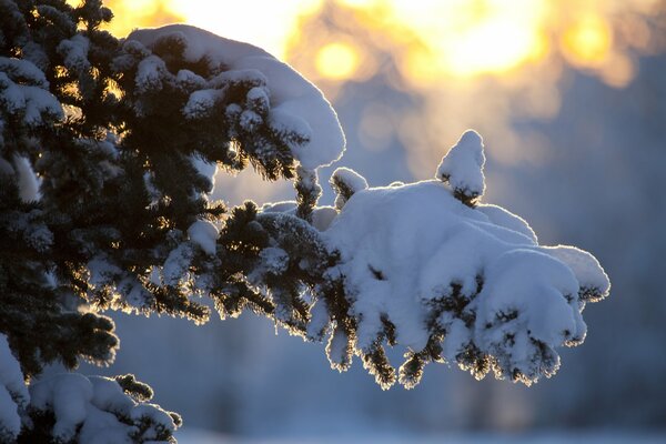 Spruce branch under the snow in the forest in the sun