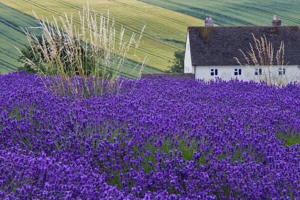 Dulce hogar en un campo de lavanda