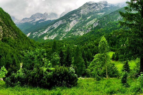 Alberi verdi in Svizzera sullo sfondo delle montagne