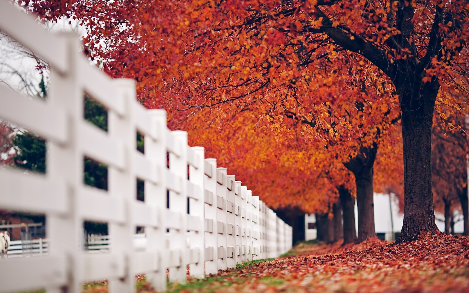 makro zaun zaun zaun weiß baum bäume blätter blätter herbst rot natur hintergrund makro tapete widescreen vollbild widescreen widescreen