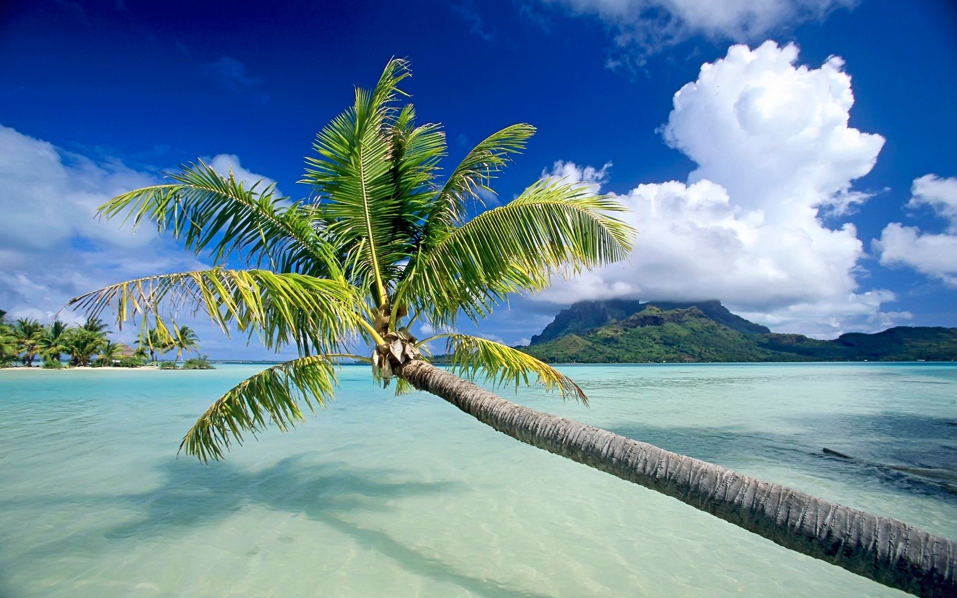 palme hängt strand sand meer ozean schatten transparenz