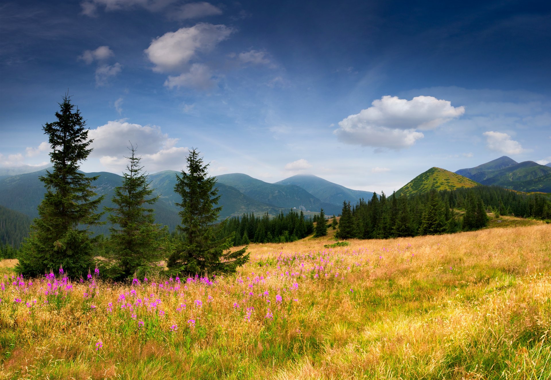 the field mountain tree spruce christmas tree grass flower slope sky clouds nature