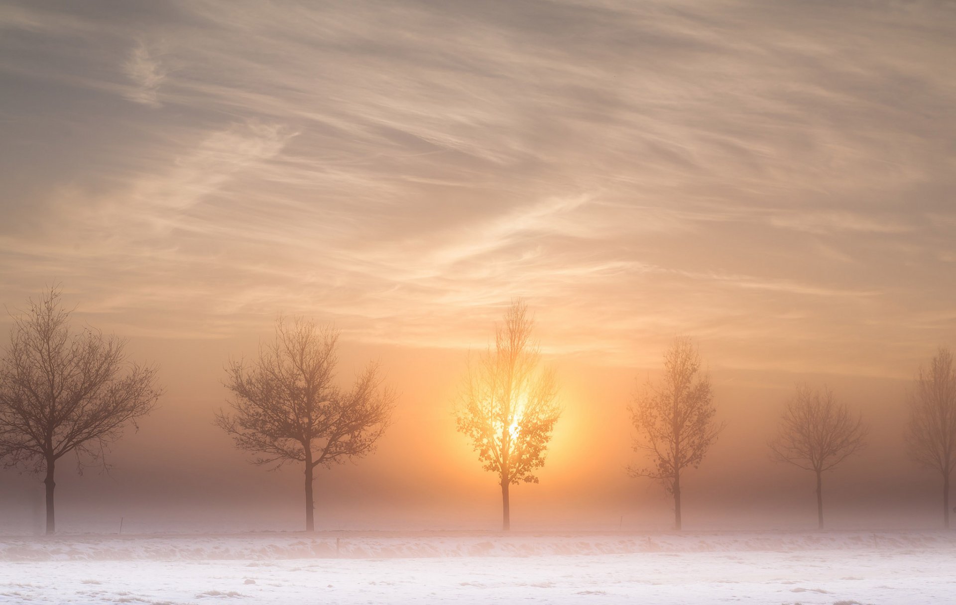 road tree sun morning fog winter