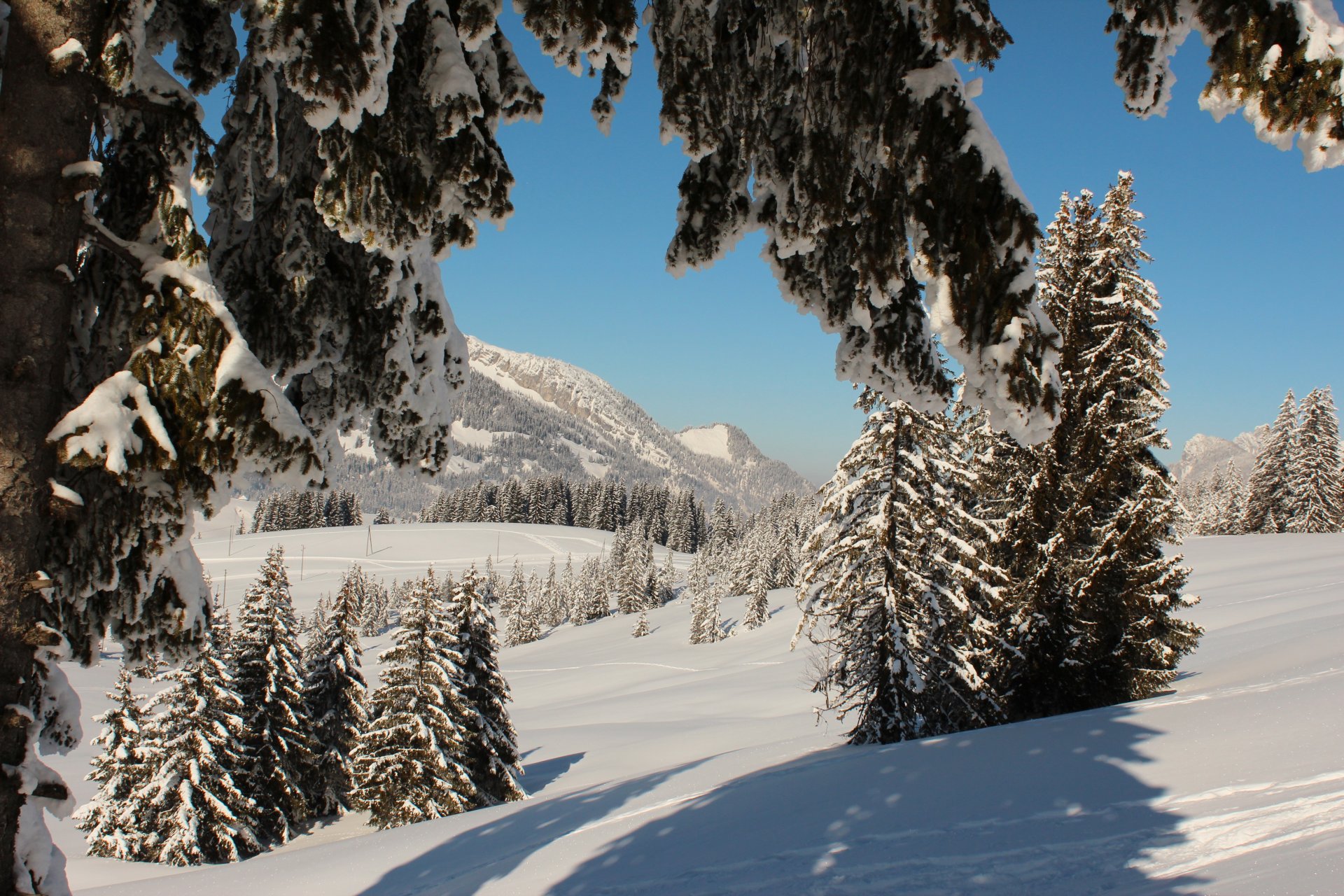 invierno suiza alfalfa nieve árboles abeto naturaleza foto