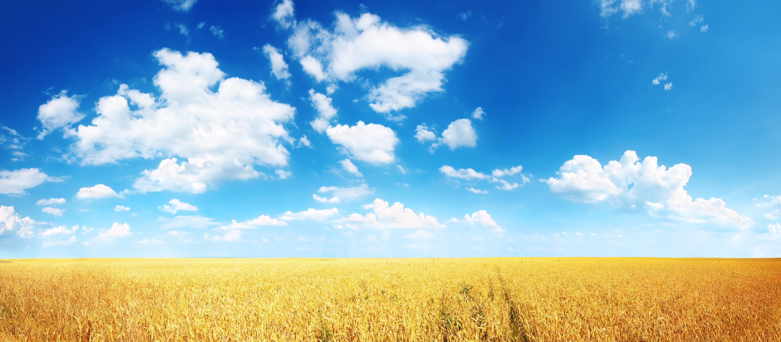 wheat ears the field niva plain horizon clouds blue clear solar summer