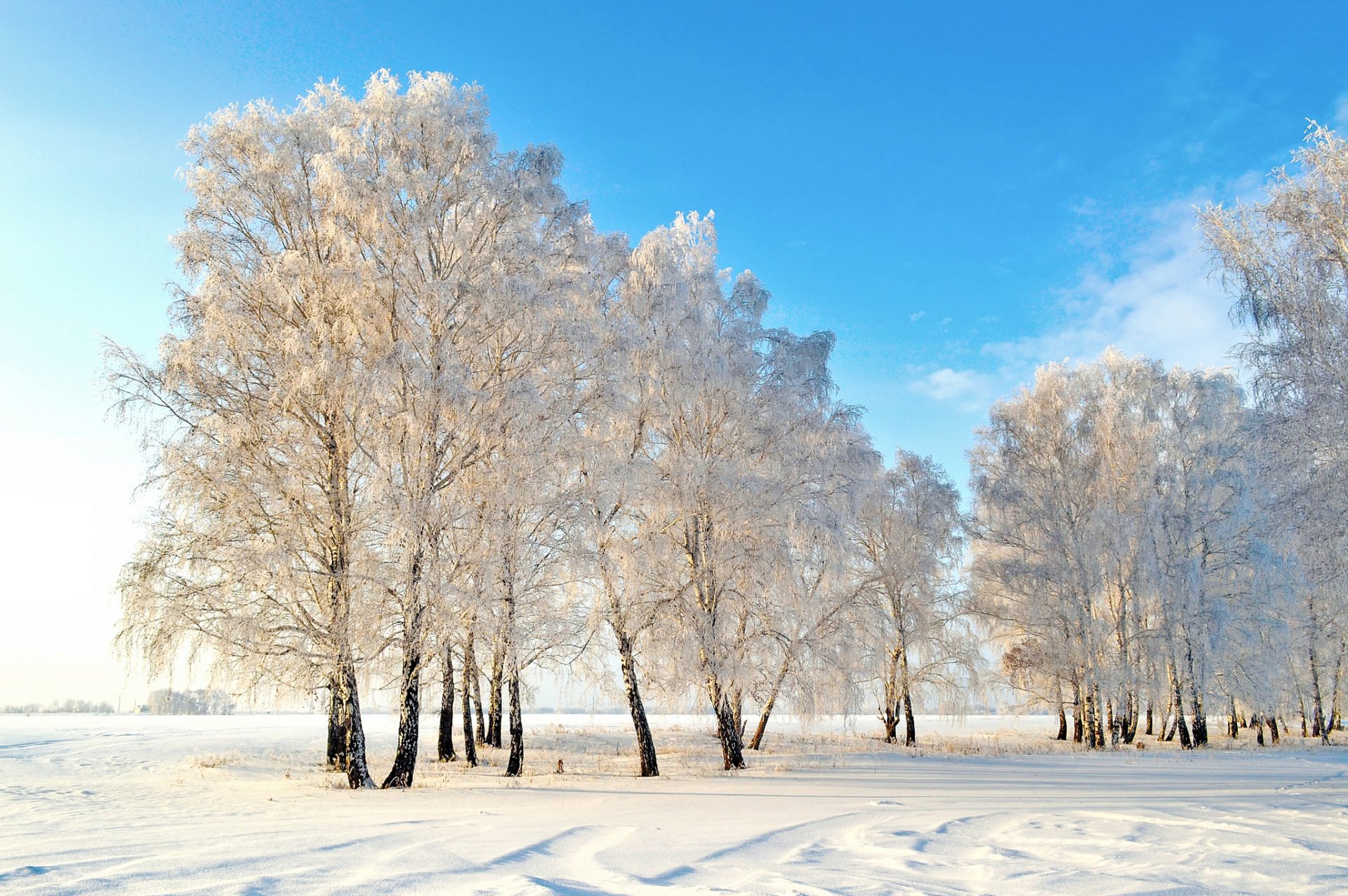 invierno nieve árboles naturaleza foto