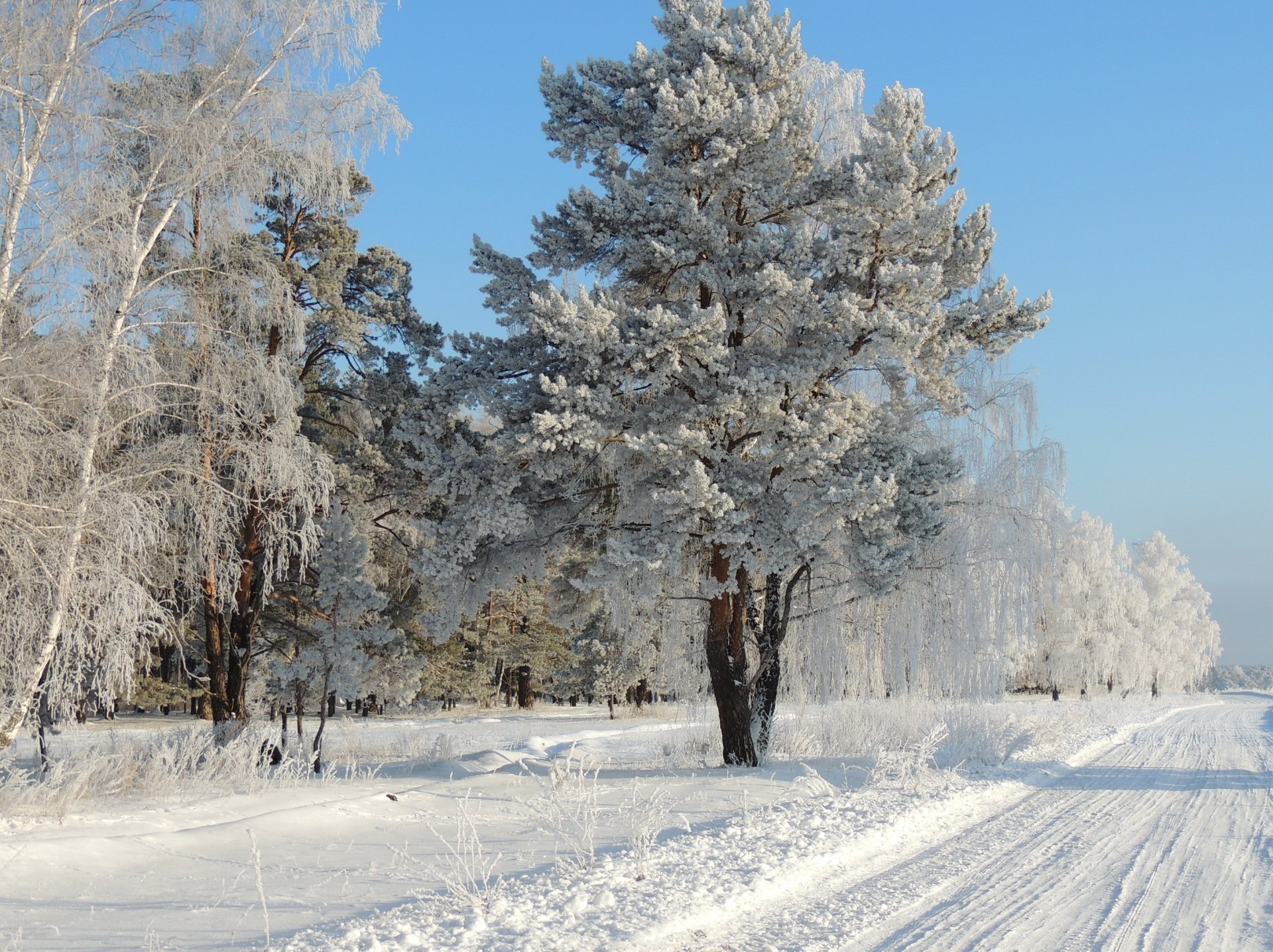 invierno carretera nieve árboles escarcha naturaleza