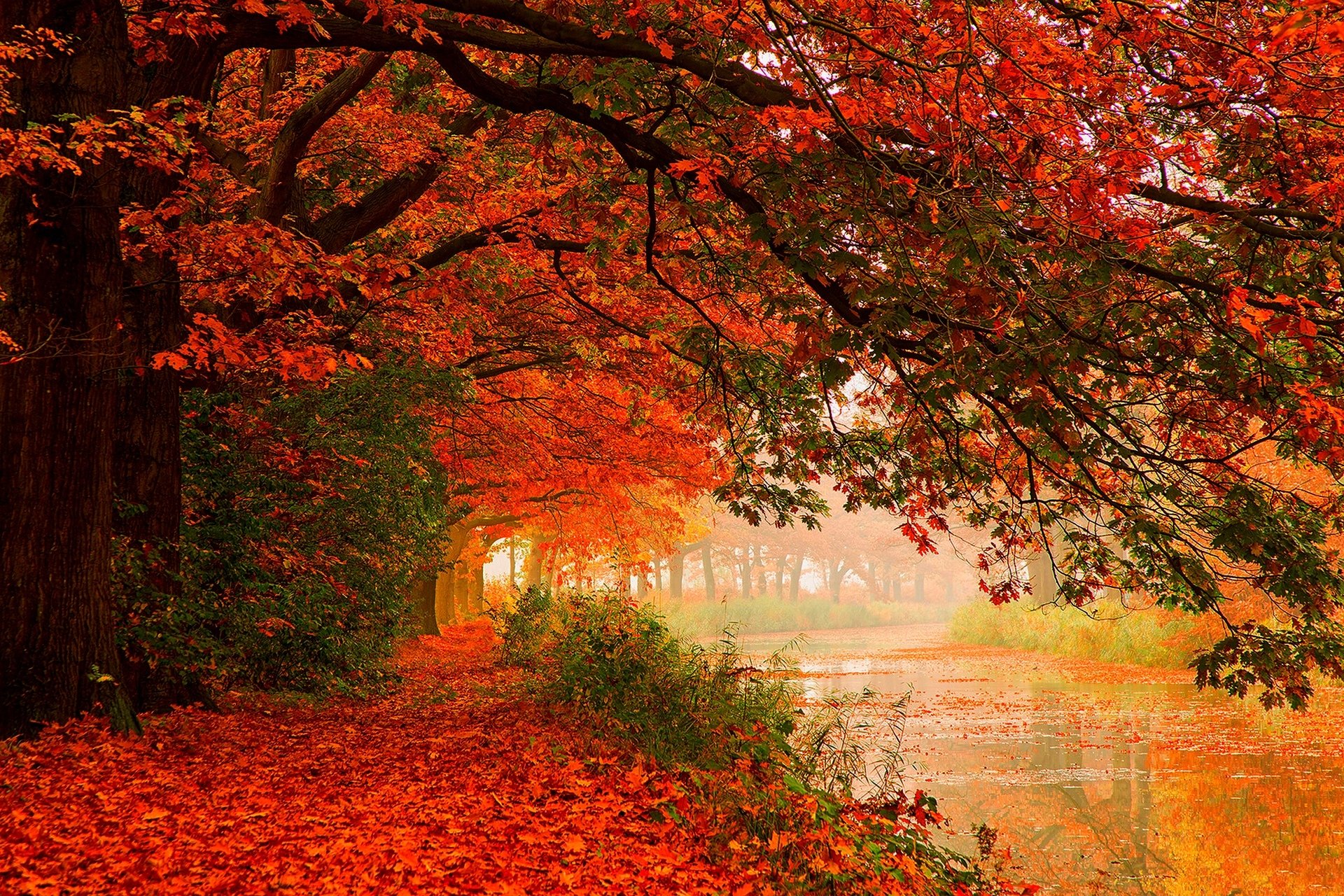 foglie alberi foresta autunno passeggiata hdr natura fiume acqua