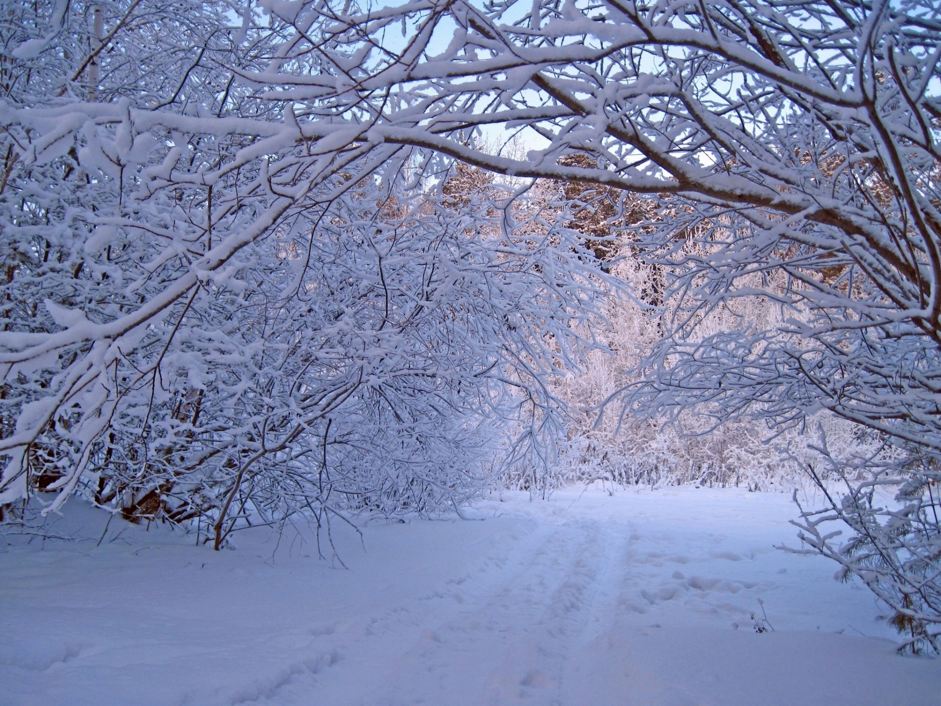 hiver forêt neige arbres nature