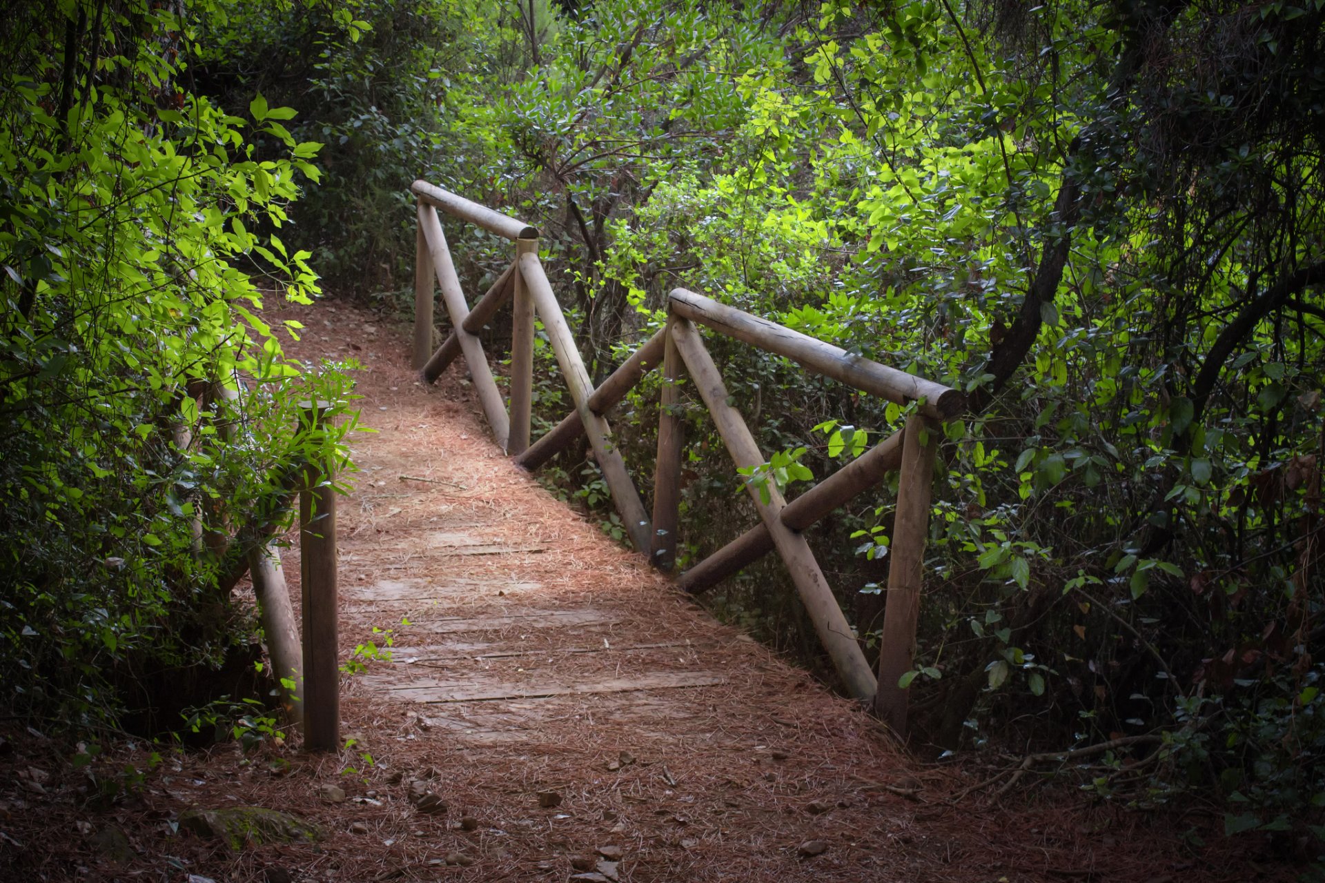 parco alberi arbusti ponte