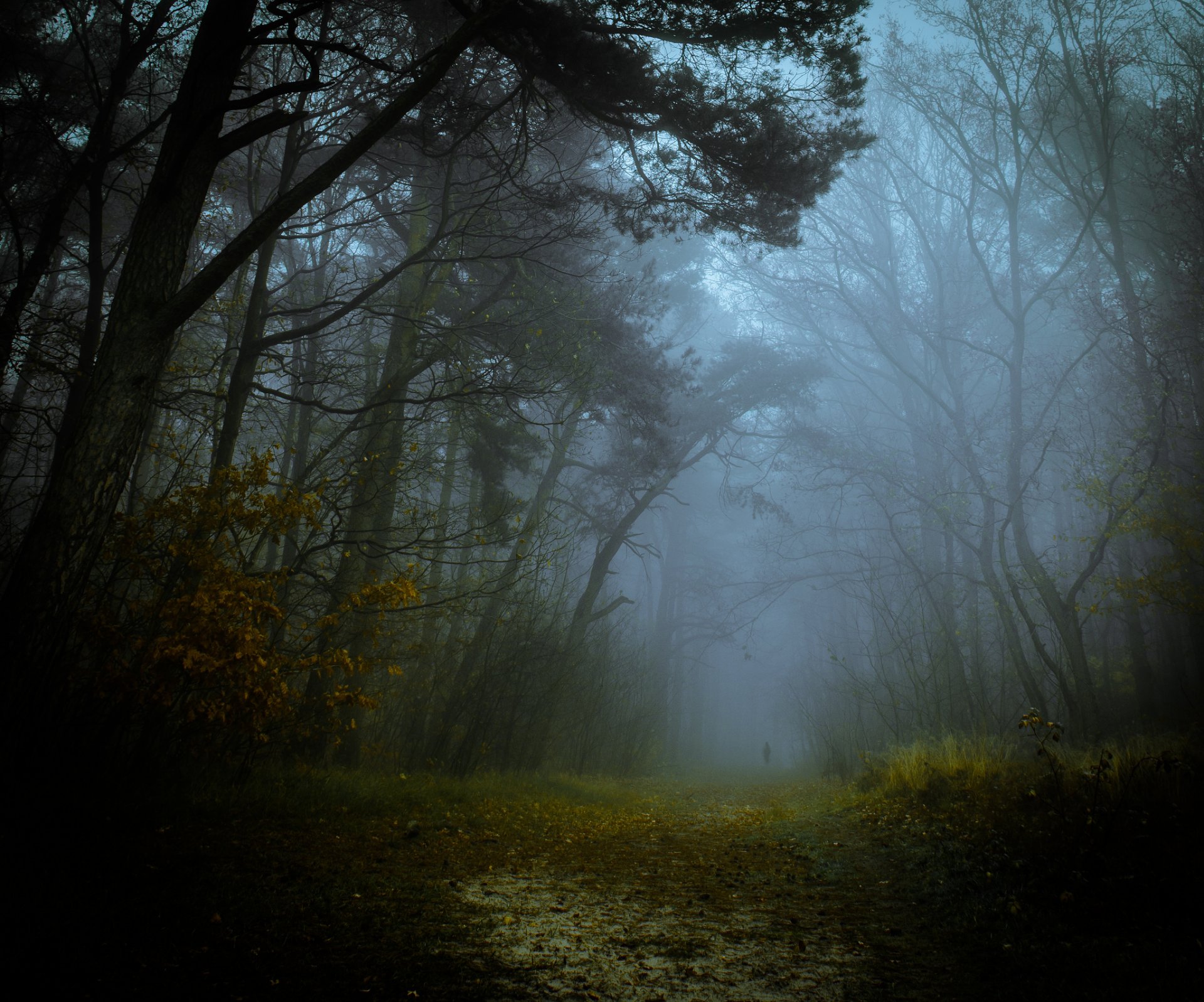 autumn forest fog road silhouette