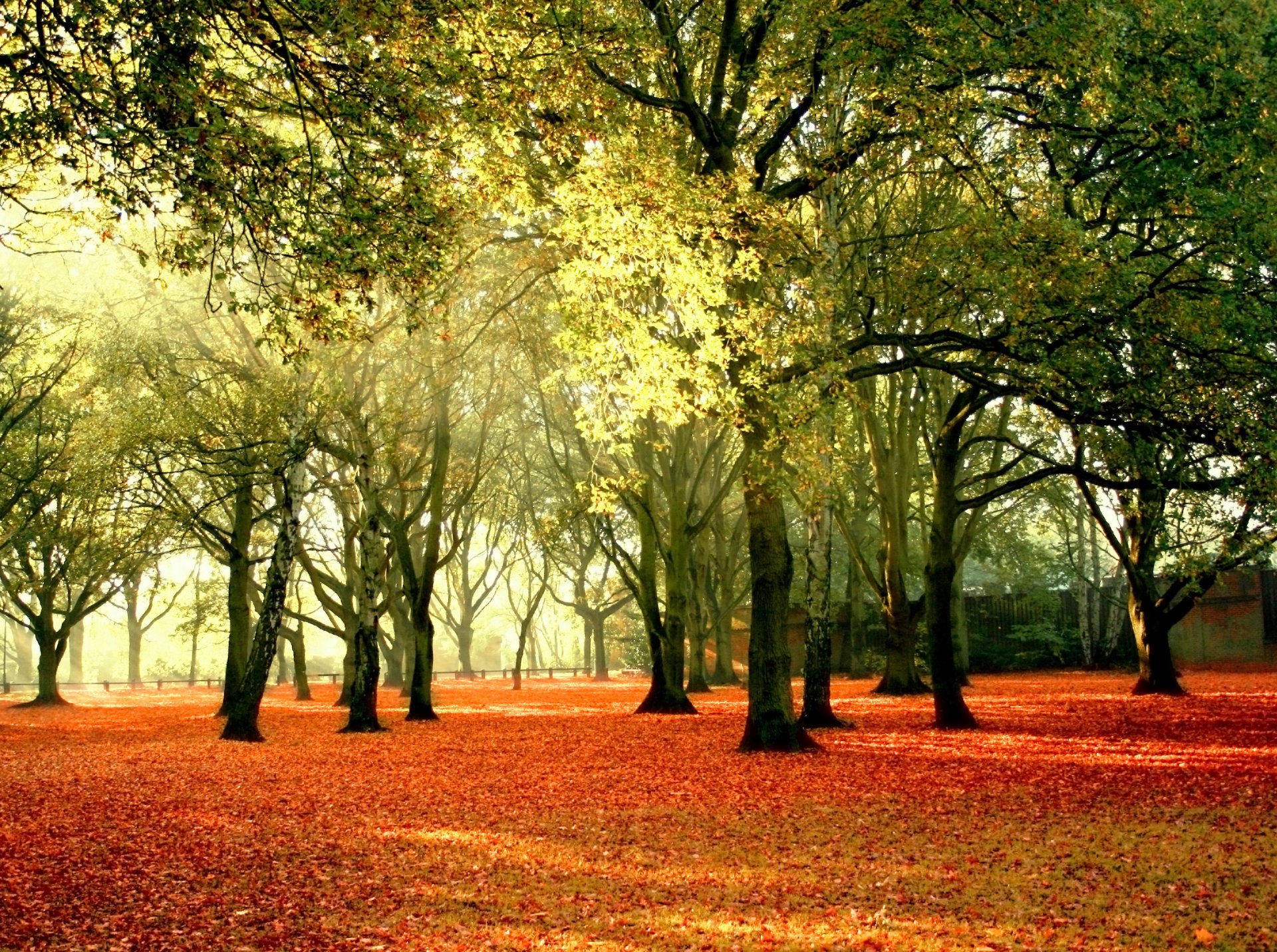 paysage nature automne arbres feuilles jaune ciel rayons