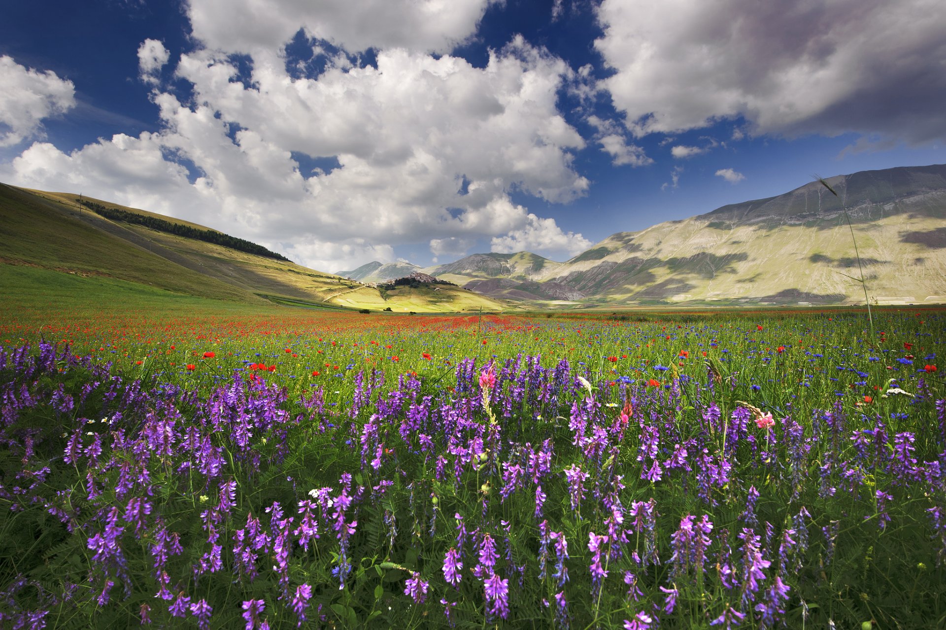 italia umbría colinas campo flores amapolas acianos viola