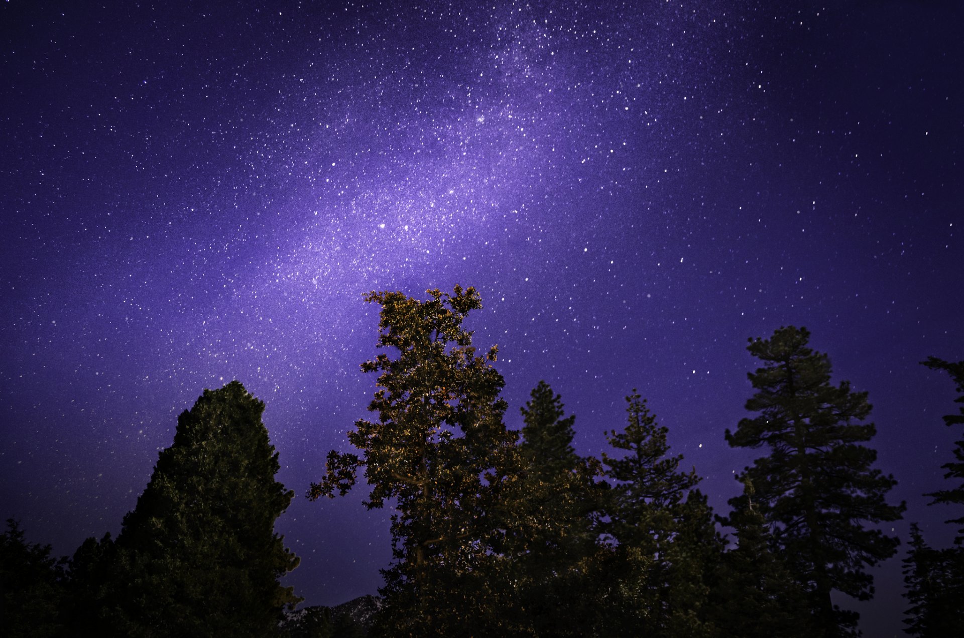 alberi notte cielo stelle via lattea