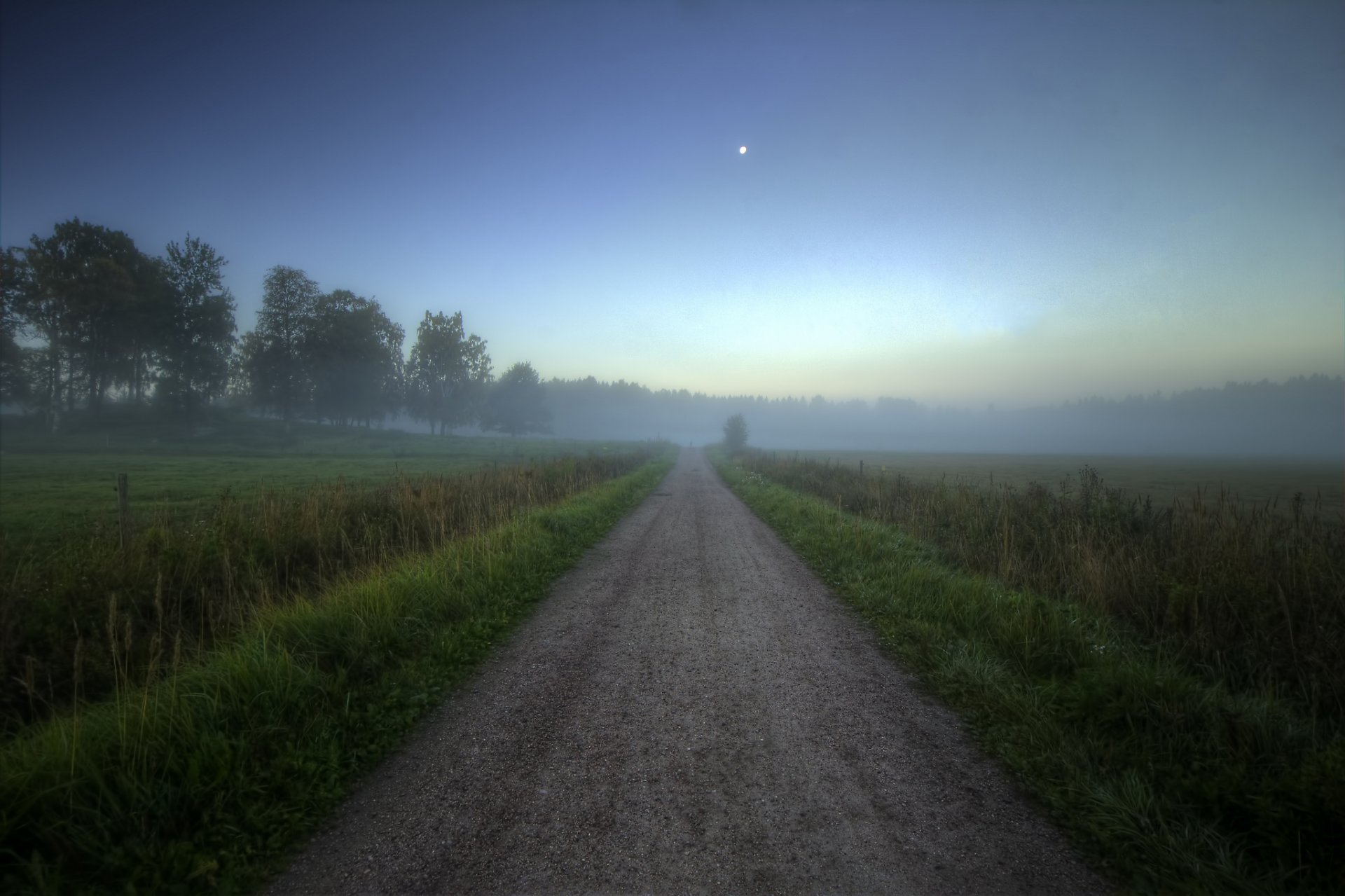 forêt champ route été brouillard matin aube