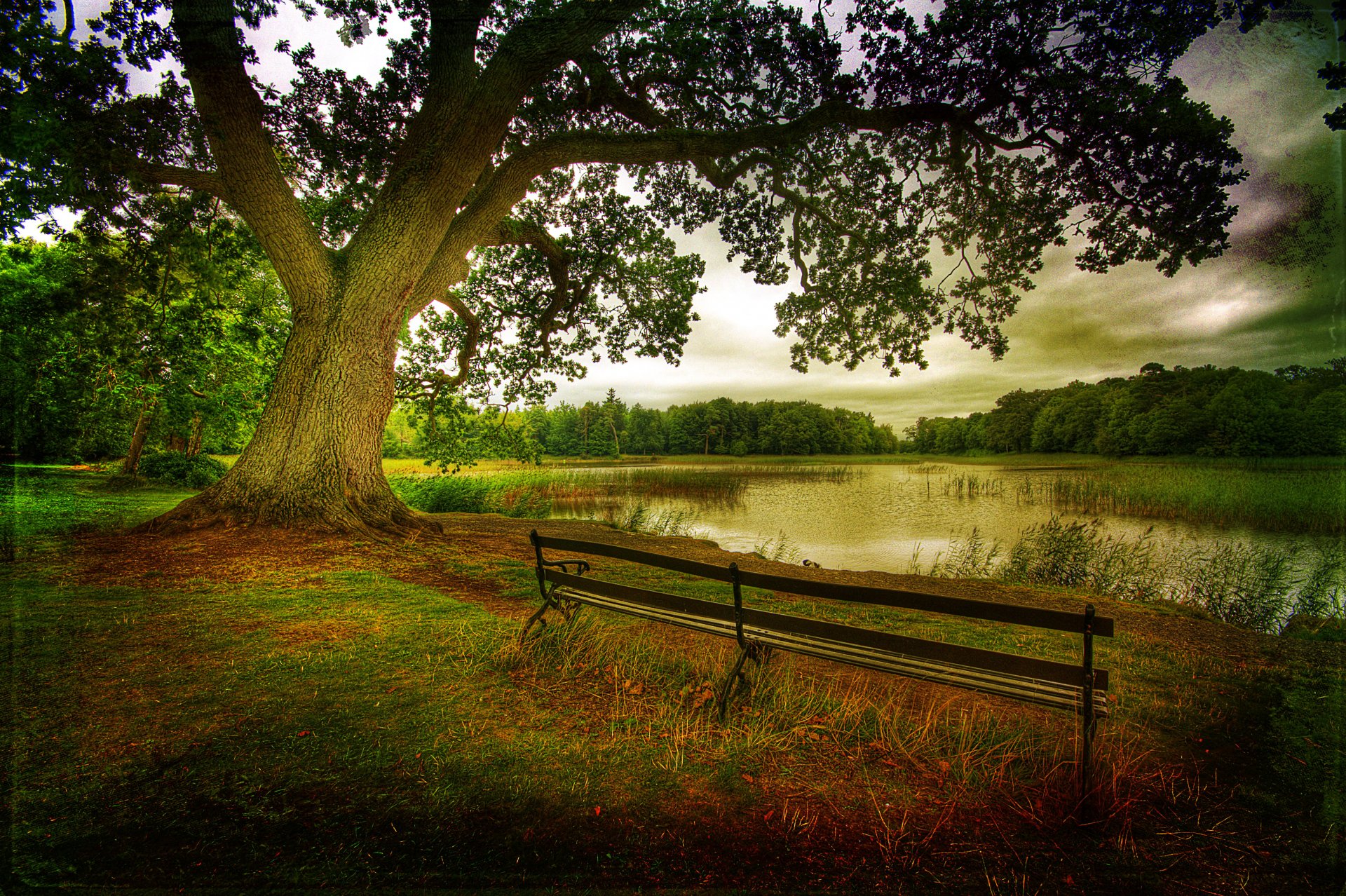 nature landscape autumn leaves tree trees forest lake benche