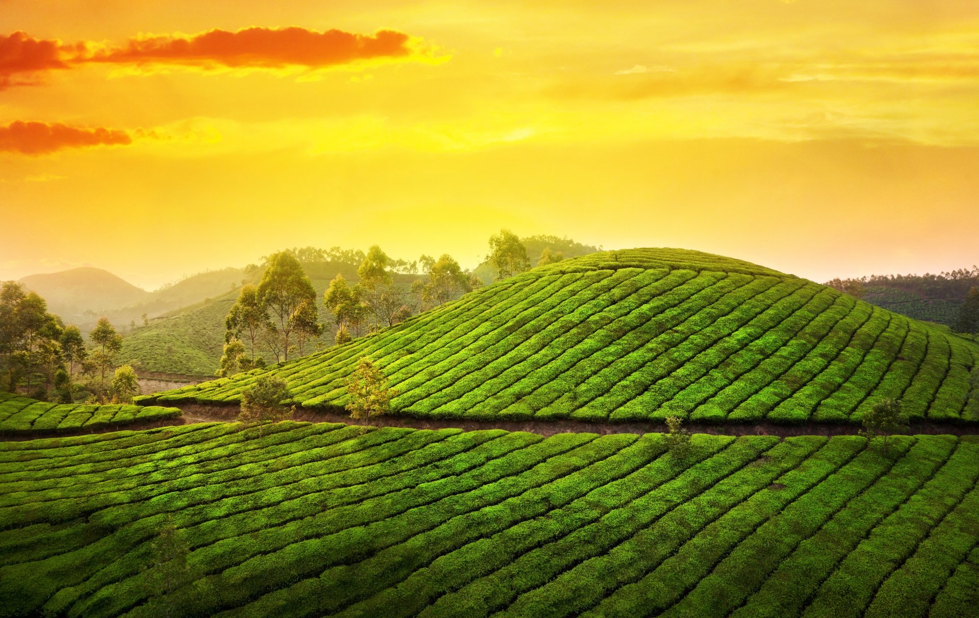 munnar kerala indien asien natur plantagen teestuben hügel bäume sonne himmel wolken sonnenaufgang morgen landschaft