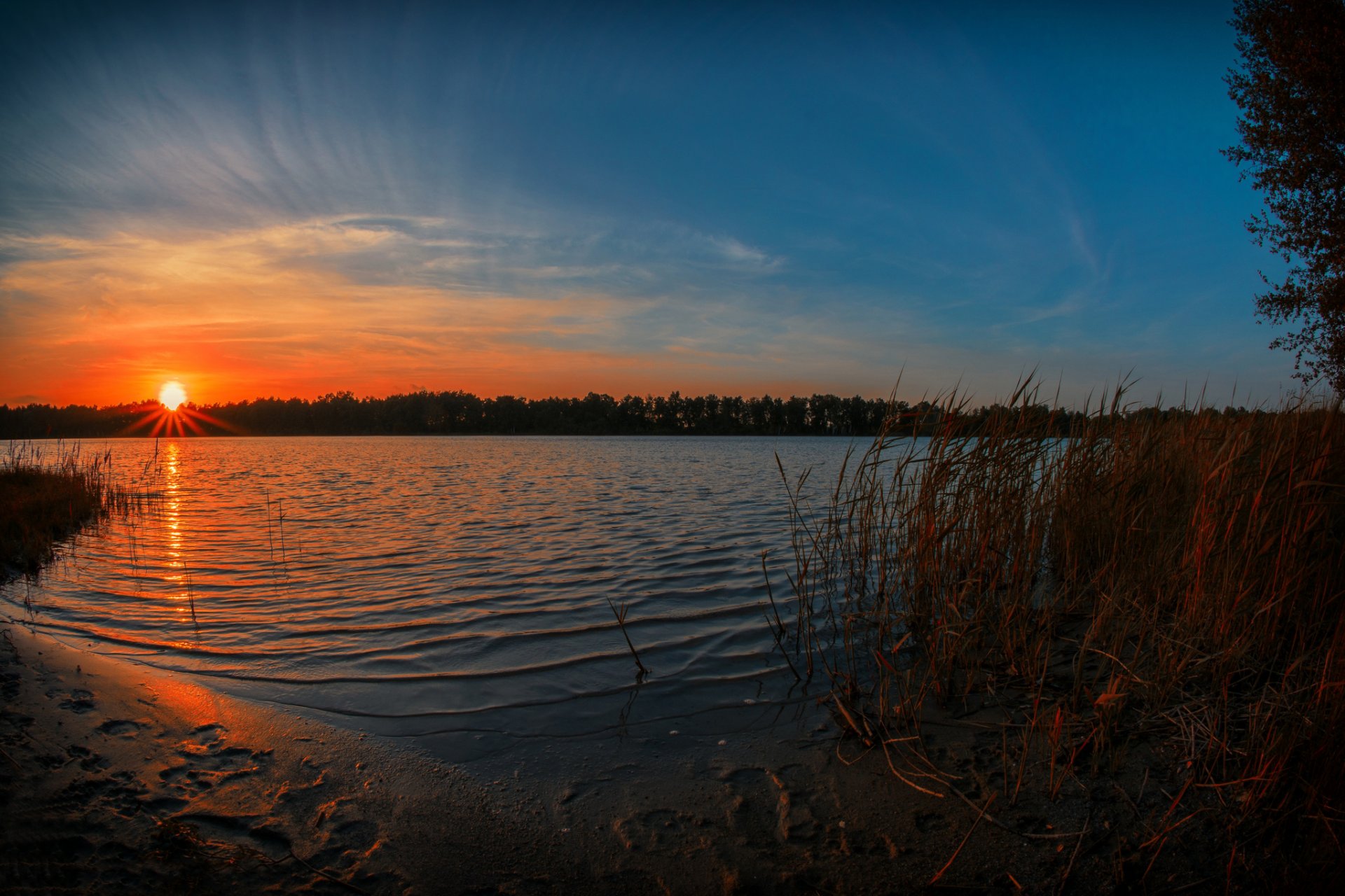 bosque lago juncos sol mañana amanecer