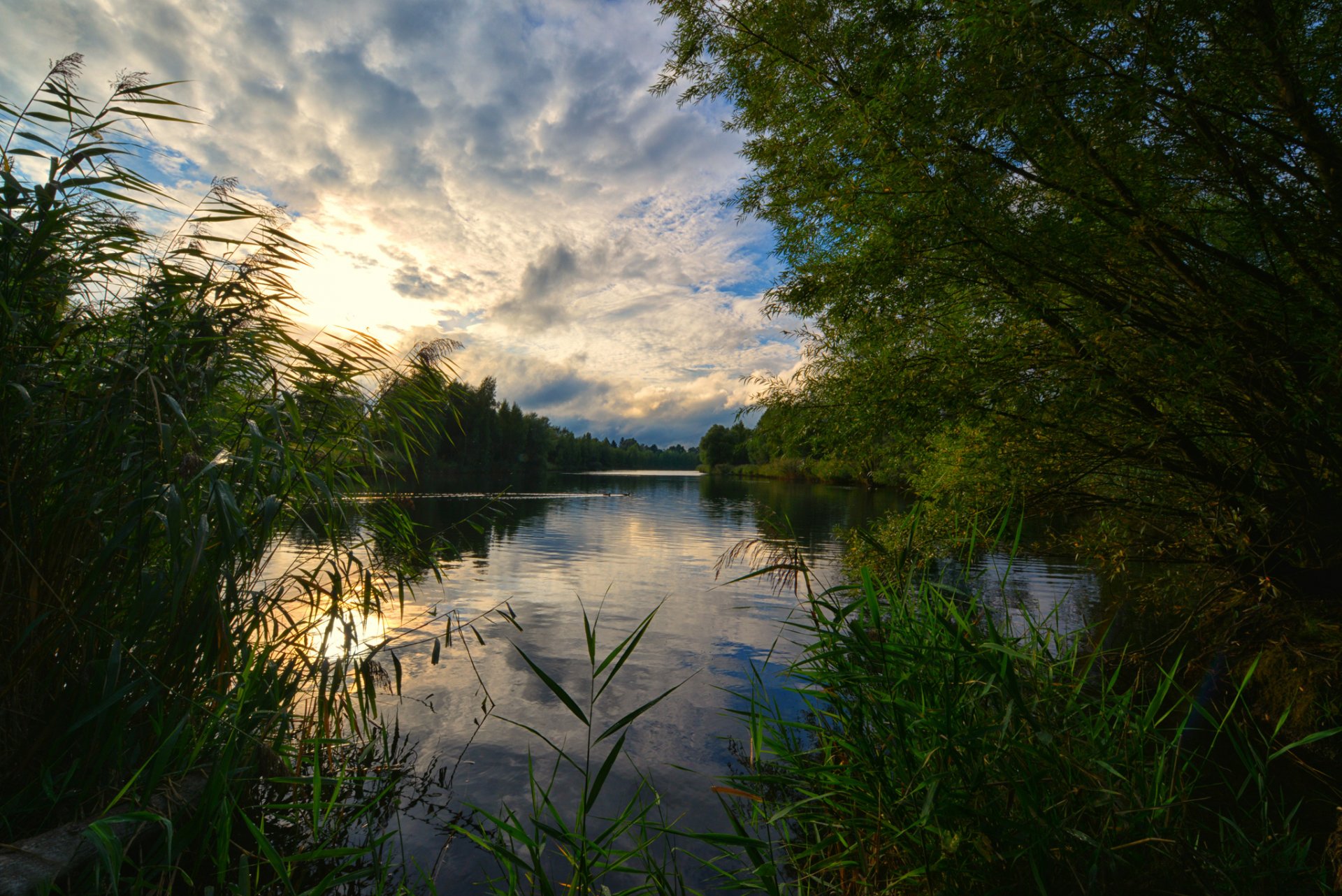 forest lake morning